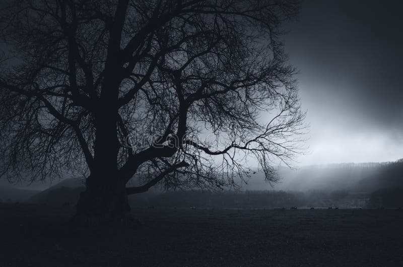 https://thumbs.dreamstime.com/b/paisaje-oscuro-con-el-árbol-gigante-en-la-noche-95897636.jpg