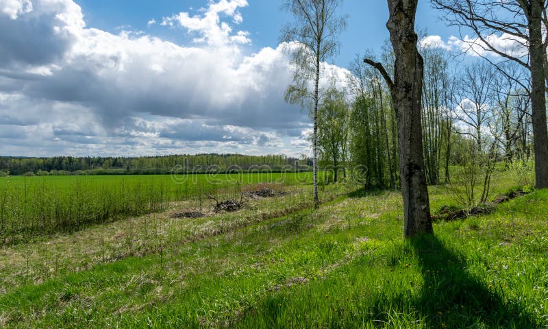 Paisaje primaveral con césped verde brillante y hermosas nubes de cúmulo blanco imagen de archivo