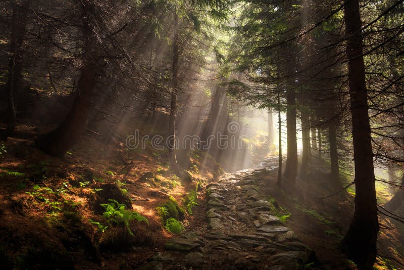 Landscape showing beams of light shining through the trees in a forest, creating a magical and mystic atmosphere. Landscape showing beams of light shining through the trees in a forest, creating a magical and mystic atmosphere