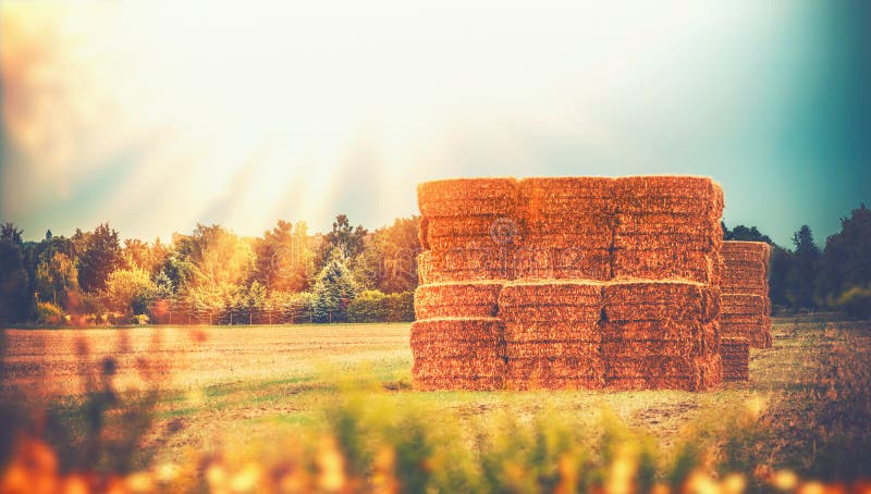 Paisaje rural del país del verano tardío con las balas del pajar o de la paja del trigo en el campo, granja de la agricultura imagenes de archivo Paisaje rural del país del verano tardío con las balas del pajar o de la paja del trigo en el campo, granja de la agricultura imagenes de archivo