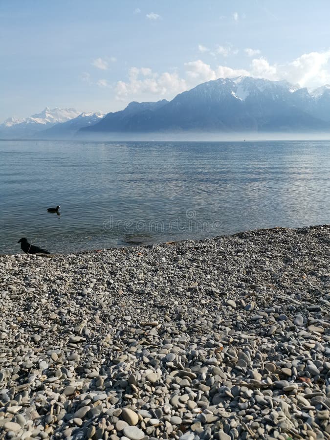 Paisaje sobre el lago Lemán y las abolladuras du Midi con un cuervo y un pato como tierra de en medio imagen de archivo libre de regalías Paisaje sobre el lago Lemán y las abolladuras du Midi con un cuervo y un pato como tierra de en medio imagen de archivo libre de regalías