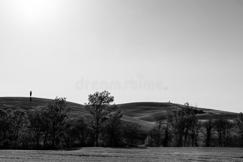 Paisaje típico de Orcia del ` de Toscana Val d, con los árboles de cipreses aislados en las colinas curvy fotografía de archivo Paisaje típico de Orcia del ` de Toscana Val d, con los árboles de cipreses aislados en las colinas curvy fotografía de archivo