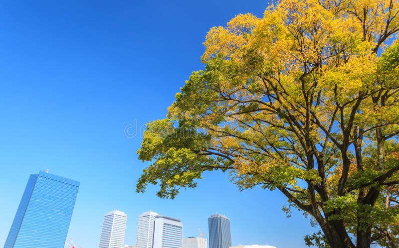 Paisaje urbano de Osaka con el árbol amarillo hermoso en la estación del otoño en Osaka foto de archivo libre de regalías Paisaje urbano de Osaka con el árbol amarillo hermoso en la estación del otoño en Osaka foto de archivo libre de regalías