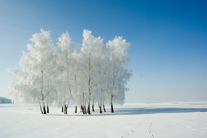 Paisaje y árboles del invierno fotos de archivo