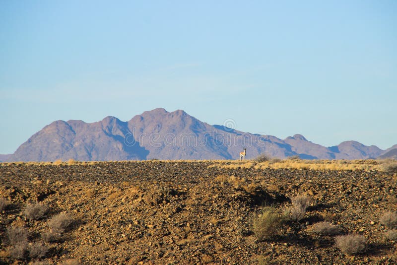 Paisajes del desierto con las monta?as en el sur de Namibia y de dos p?jaros amarillos discretos La estaci?n seca fotos de archivo libres de regalías Paisajes del desierto con las monta?as en el sur de Namibia y de dos p?jaros amarillos discretos La estaci?n seca fotos de archivo libres de regalías