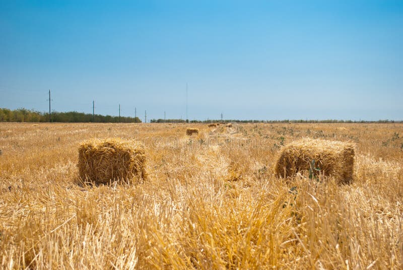 Pajares rectangulares en un campo de la paja, en un día de verano soleado, contra un fondo del cielo y de árboles fotografía de archivo libre de regalías Pajares rectangulares en un campo de la paja, en un día de verano soleado, contra un fondo del cielo y de árboles fotografía de archivo libre de regalías
