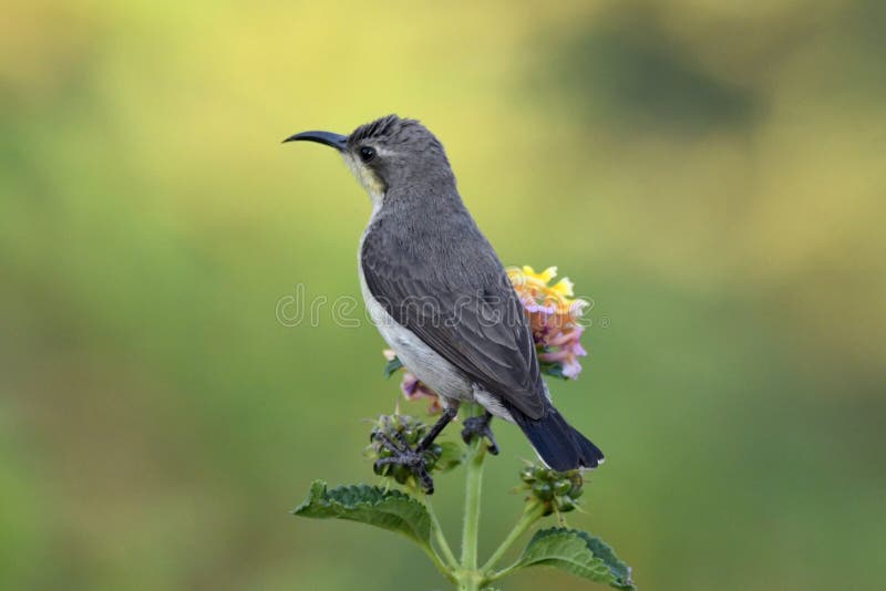 Pajarito De Sol Sentado En Una Planta Con Flores Foto de archivo - Imagen  de flores, verde: 170010006