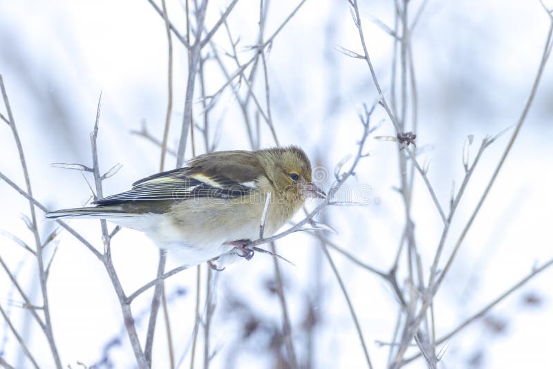 Pajarito hembra fringilla coelebs forrajeo en nieve hermoso frío invierno entorno foto de archivo