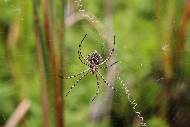 Pająk na spiderweb obraz stock Pająk na spiderweb obraz stock