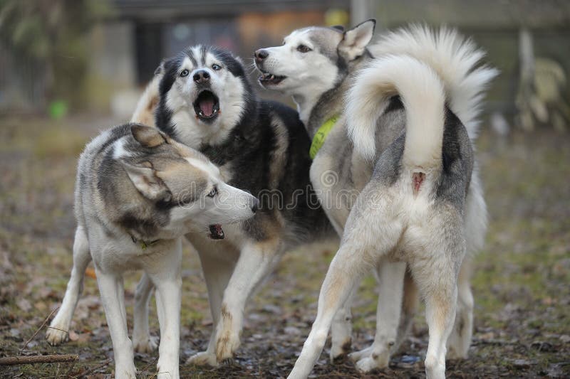 A pack of three Sibirian Husky dogs barking and playing together. They fight because of the hierarchy in their pack. Image taken closeup outside on a day in fall. A pack of three Sibirian Husky dogs barking and playing together. They fight because of the hierarchy in their pack. Image taken closeup outside on a day in fall.