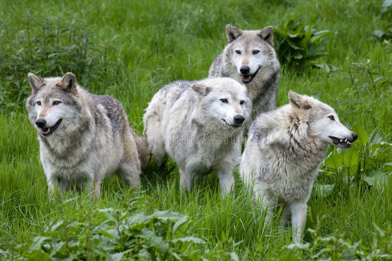 Pak van Vier Europees Grey Wolves royalty-vrije stock fotografie Pak van Vier Europees Grey Wolves royalty-vrije stock fotografie