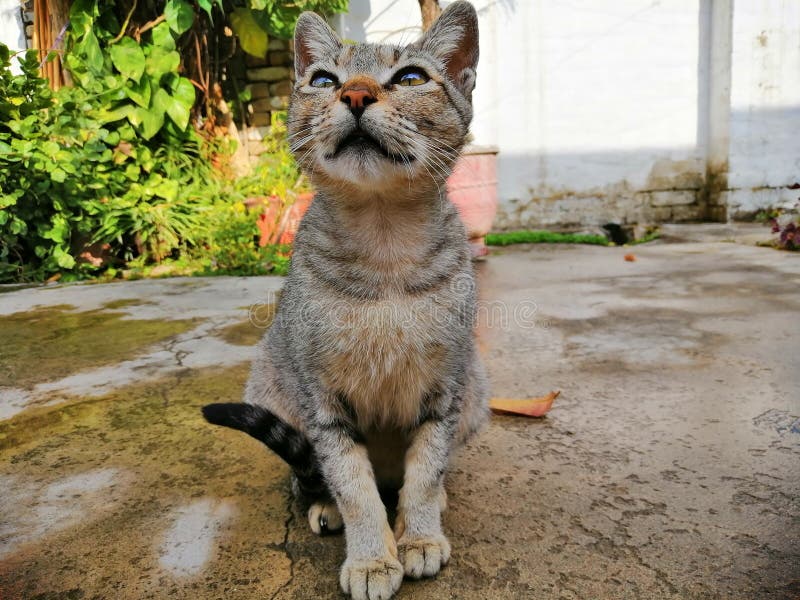 Local cat stock photo. Image of local, pakistani, mother 134185078