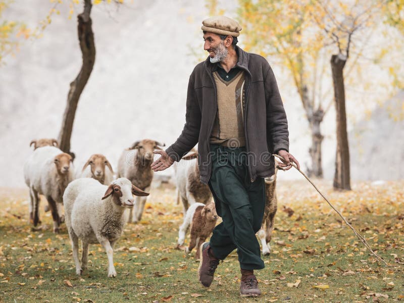 Hunza Valley, Pakistan: Pakistani man in traditional clothes. Sheep autumn pasture cattle hunza valley, gilgit baltistan, pakistan nothern areas. Hunza Valley, Pakistan: Pakistani man in traditional clothes. Sheep autumn pasture cattle hunza valley, gilgit baltistan, pakistan nothern areas