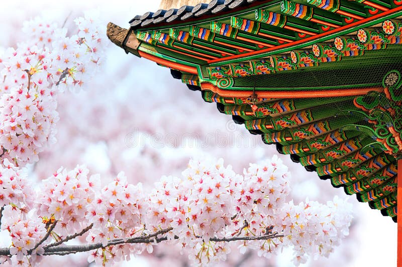 Palacio de Gyeongbokgung con la flor de cerezo en primavera imagen de archivo Palacio de Gyeongbokgung con la flor de cerezo en primavera imagen de archivo
