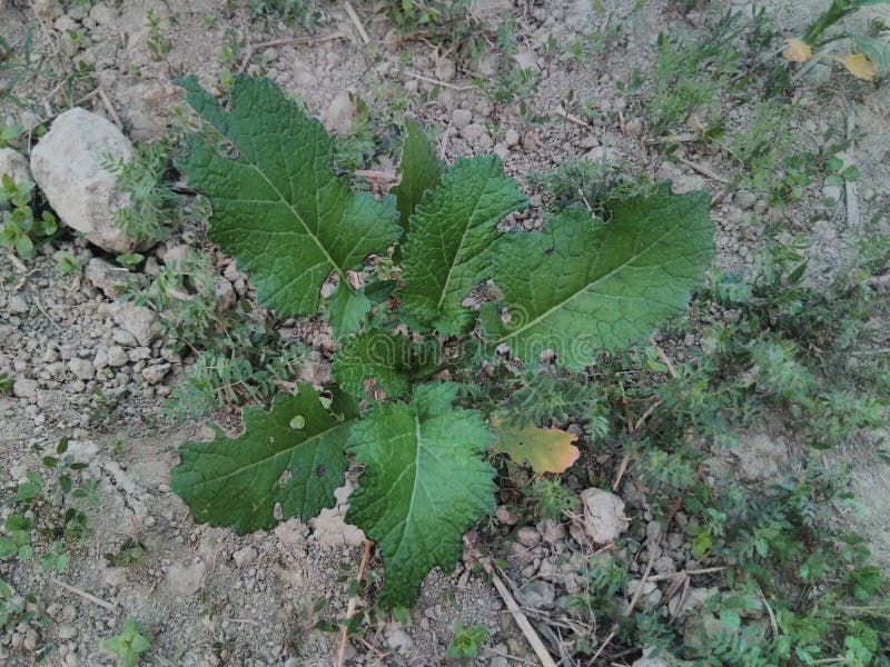 Palak stock image. Image of palak, vegetable, growing - 84433401