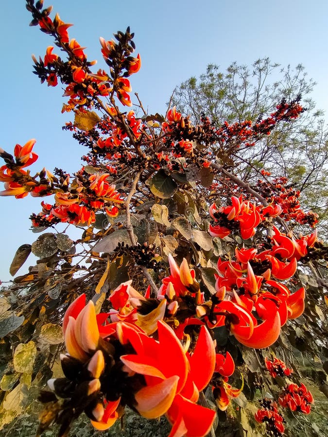 Palash tree flowers stock image. Image of farm, flowers - 243065109