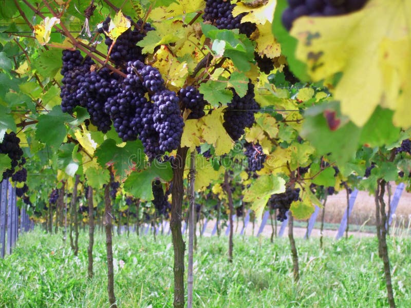 Palatine vineyard in germany