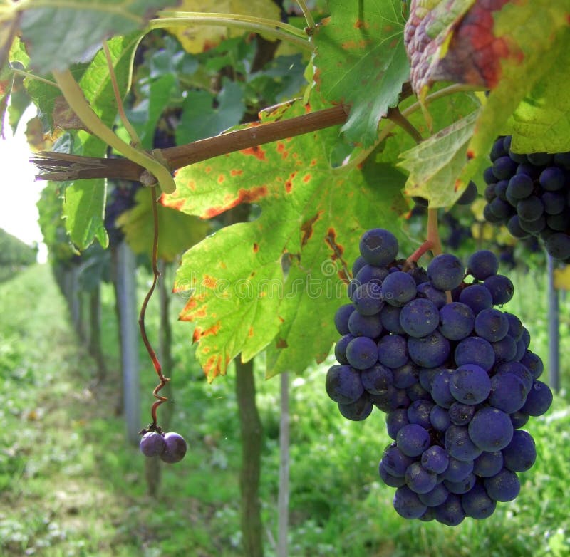 Palatine vineyard in germany