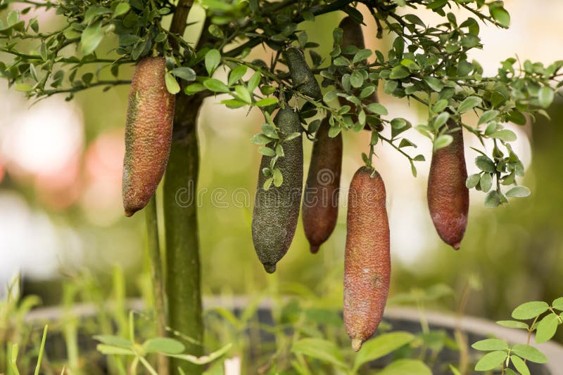 Roślina Palcowy Limo fotografia royalty free