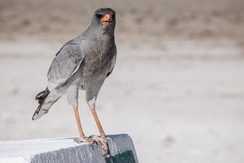 Pale Chanting Goshawk stands on a concrete bollard in the midday sun in  Etosha National Park Namibia