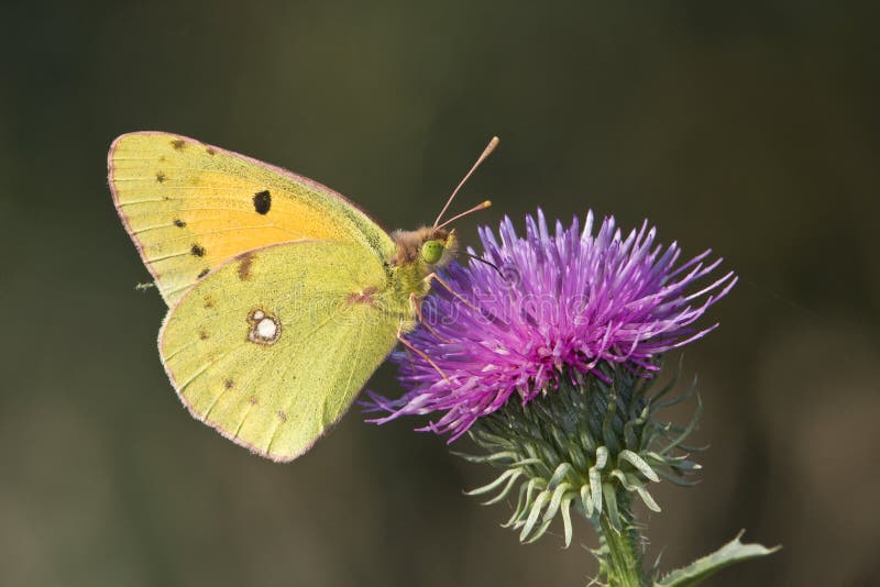 Pale clouded yellow / Colias hyale