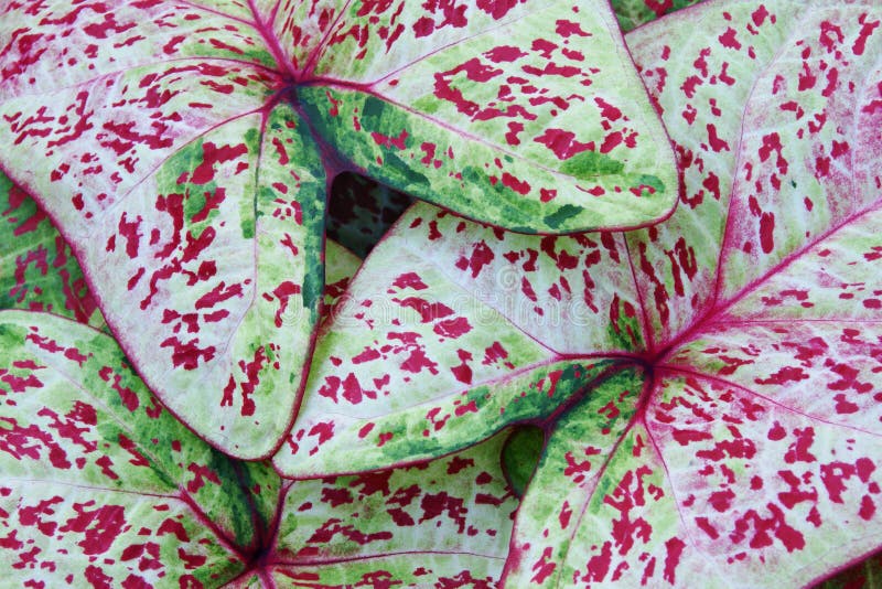 Pale Green with Red Dotted Foliage Leaves of Caladium Plant as Natural Texture Background stock photography Pale Green with Red Dotted Foliage Leaves of Caladium Plant as Natural Texture Background stock photography