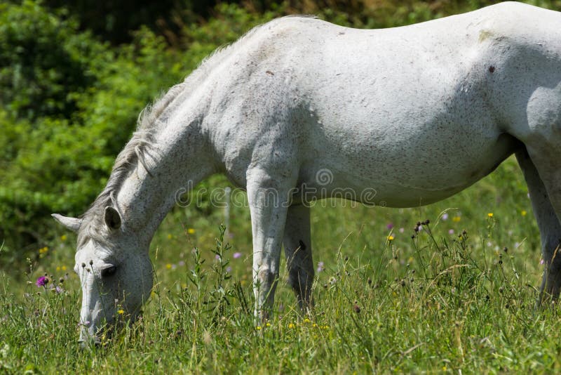 Pale horse, detail. stock photo. Image of speed, grass 73603784