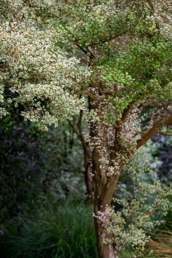 Pale Leaves auf den empfindlichen Niederlassungen, die 2 landschaftlich gestalten stockfotografie Pale Leaves auf den empfindlichen Niederlassungen, die 2 landschaftlich gestalten stockfotografie
