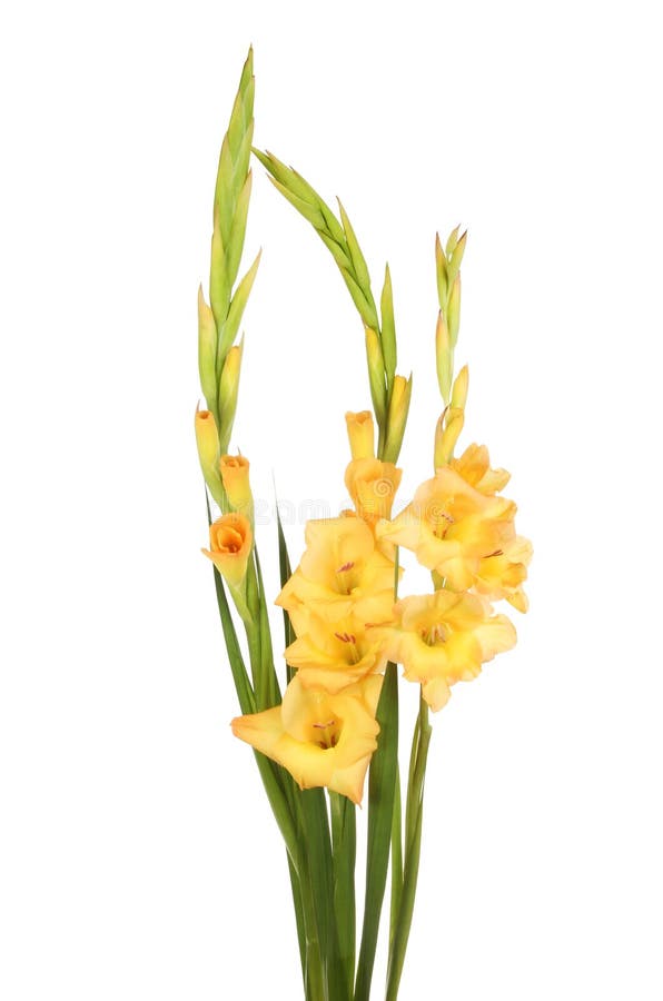 Pale orange gladioli flowers royalty free stock photo Pale orange gladioli flowers royalty free stock photo