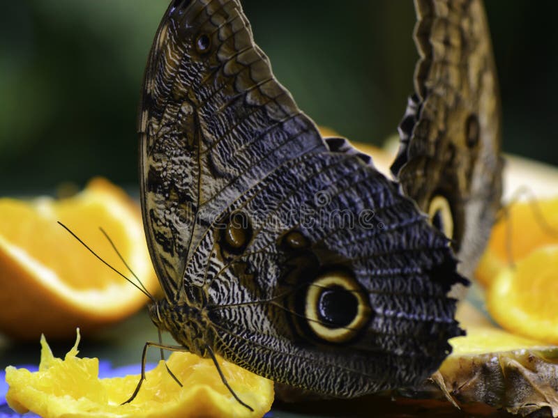 Pale Owl Butterflies Eating Fruit Stock Image Image of feeding, fruit