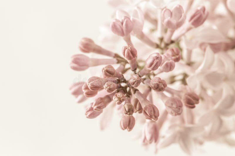 Thật tuyệt vời khi nhìn thấy những cánh hoa lila nhỏ màu hồng nhạt trên nền trắng. Với màu sắc trung tính nhẹ nhàng, những bông hoa này mang đến sự thanh lịch và tinh tế cho không gian sống của bạn. Hãy để những bức tranh hoa lila trang trí trong nhà để tạo nên không gian sống tươi sáng và đầy khí chất.