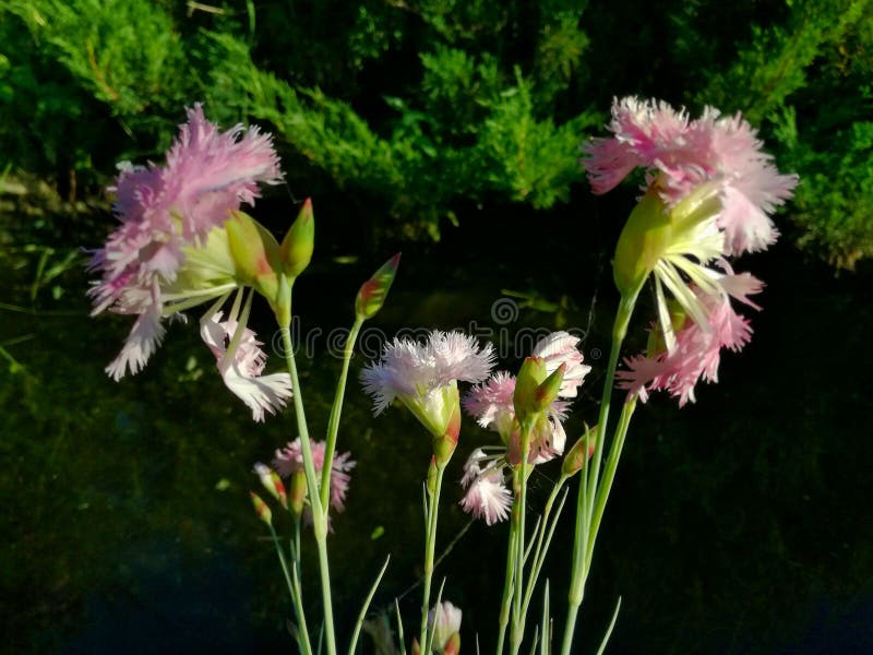 Pale Pink Carnation at the Pond. Stock Photo Image of color