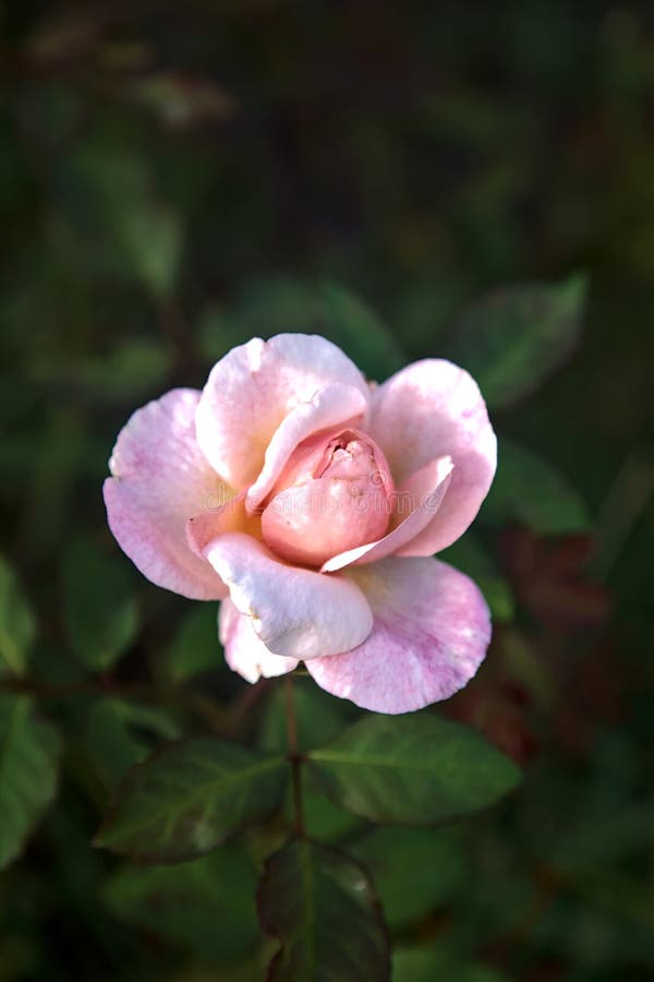 Pale Pink Chinese Rose in Bloom Seen Up Close Stock Image Image of garden, flower 261979721