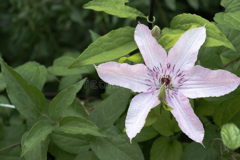 A Pale Pink Clematis Flower with Six Petals Stock Photo - Image of ...