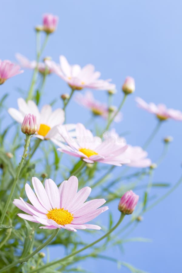 22,208 Pink Daisies Stock Photos - Free & Royalty-Free Stock Photos from  Dreamstime