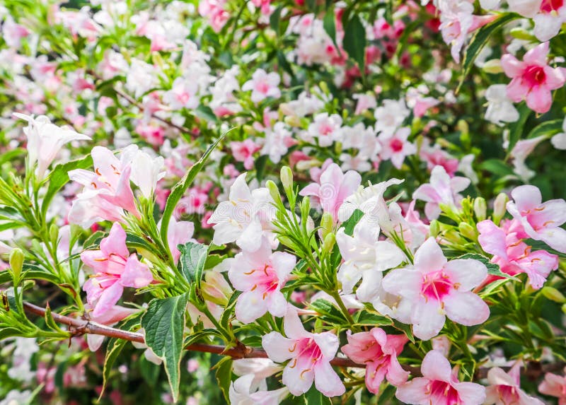 Pale pink flowers of Weigela Florida Variegata. Floral background.