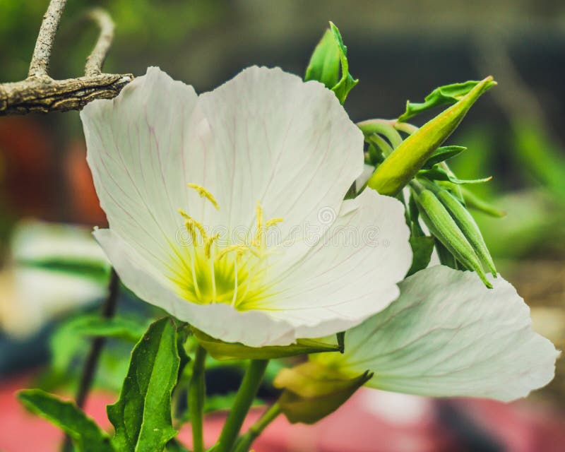 Pale Primrose Wild flower stock images Pale Primrose Wild flower stock images