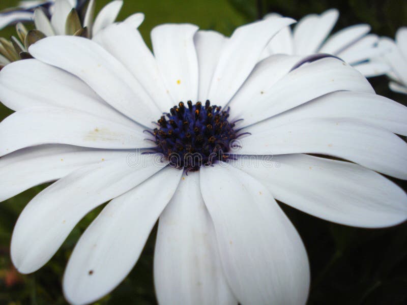 Pale Purple Daisy stock photo Pale Purple Daisy stock photo