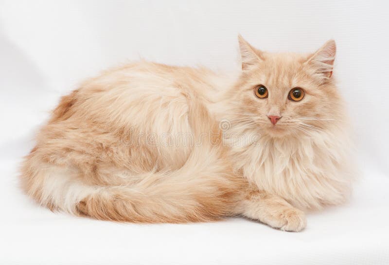 Pale redhead longhair cat with orange eyes lies awkwardly staring at gray-white background
