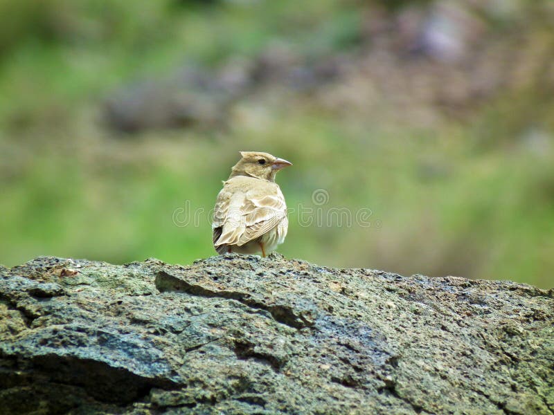 The pale rockfinch or pale rock sparrow