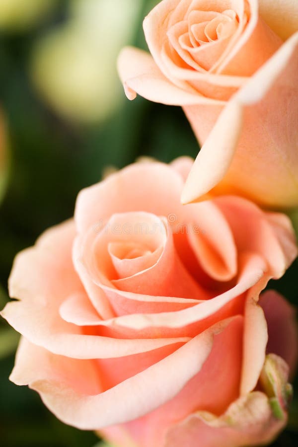 Pale roses stock photo. Image of freshness, fresh, green - 12856026