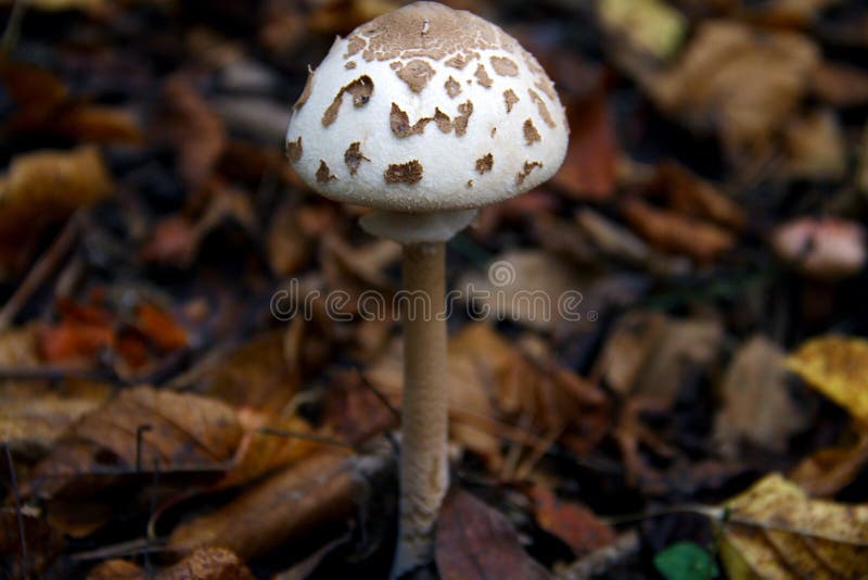 Pale toadstool grows in the forest. close-up view stock images Pale toadstool grows in the forest. close-up view stock images