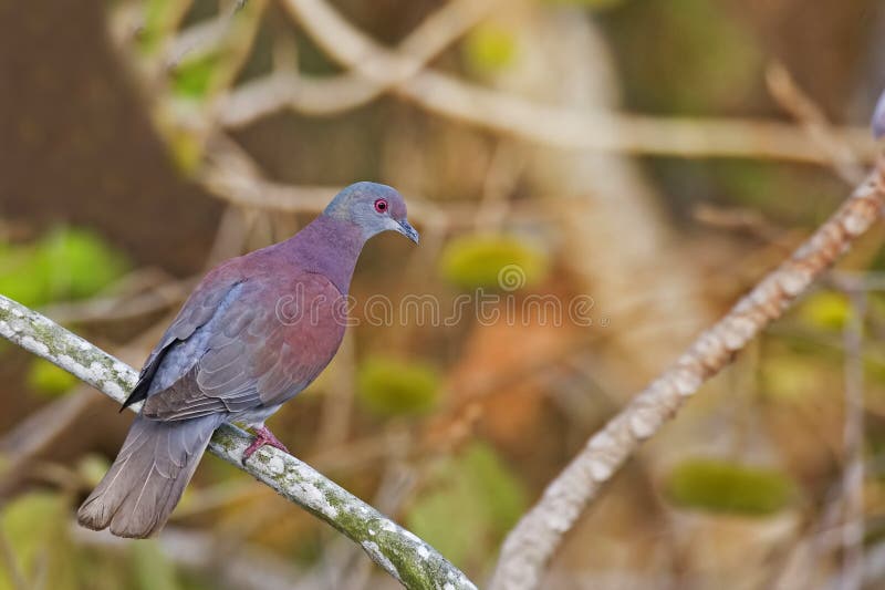 Pale-vented Pigeon, Patagioenas cayennensis, perched