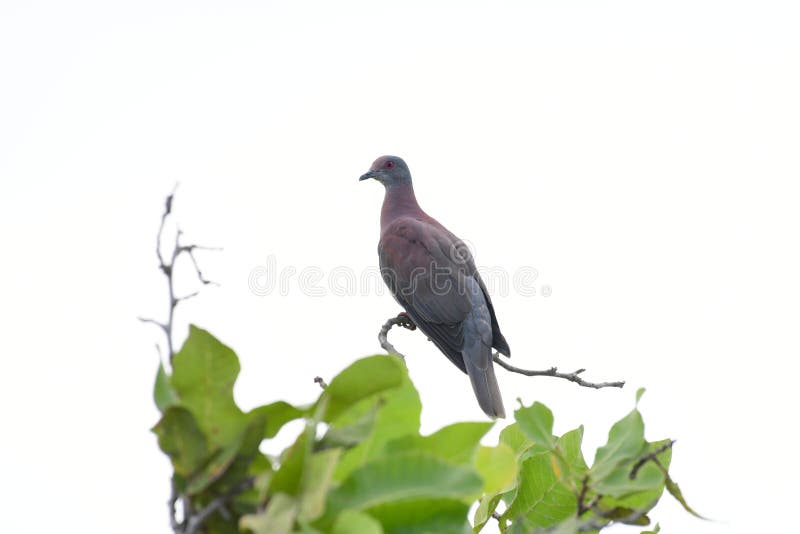 Pale-vented Pigeon Patagioenas cayennensis on top of a tree