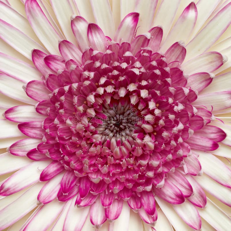 Pale white and violet Gerber daisy