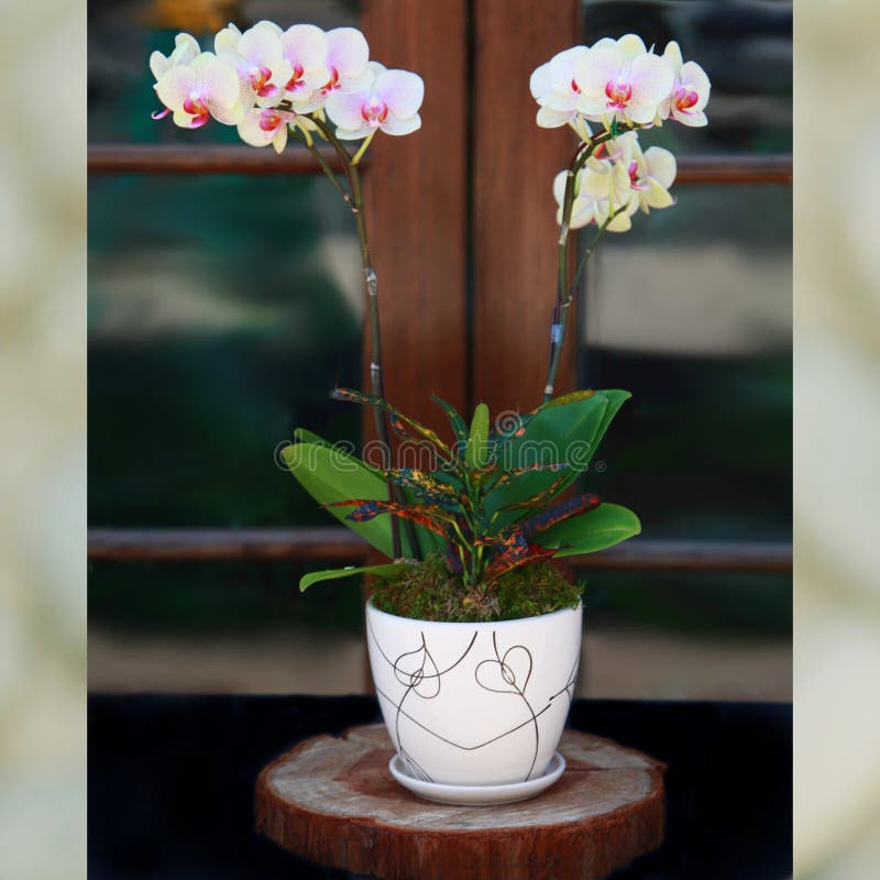 Pale Yellow Baby Phalaenopsis Orchids royalty-vrije stock foto