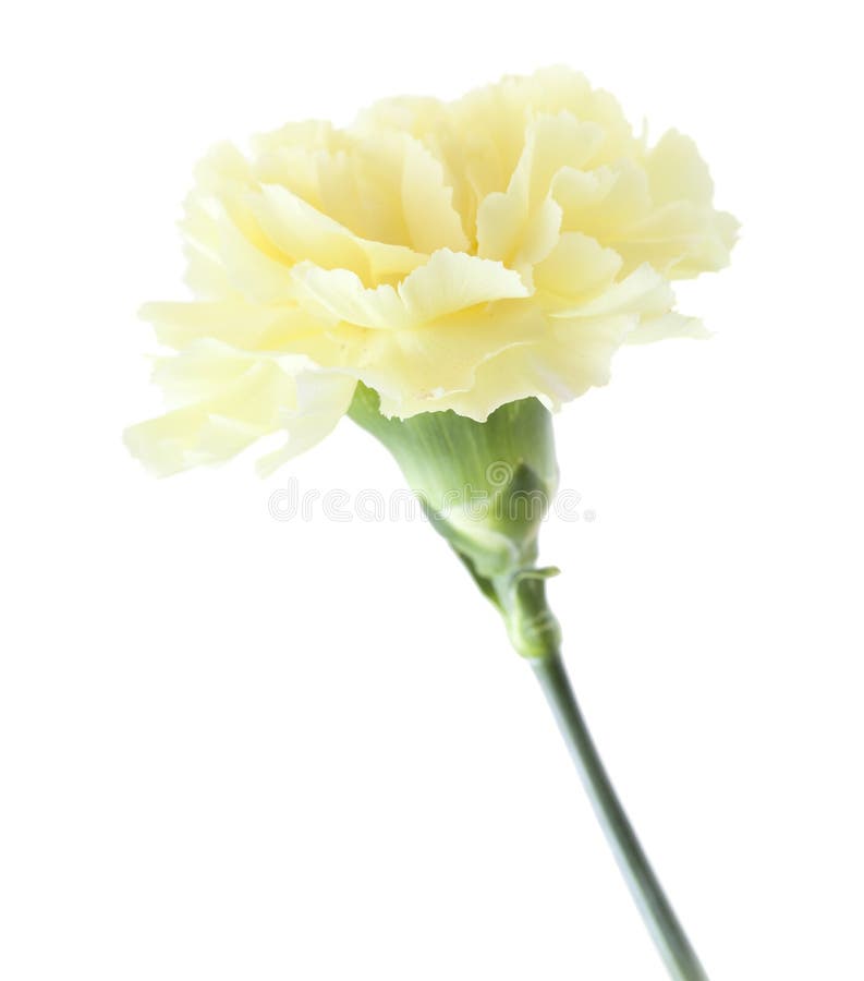 Pale Yellow Carnation Flowers Isolated Stock Image Image of flowering, nature 78194785