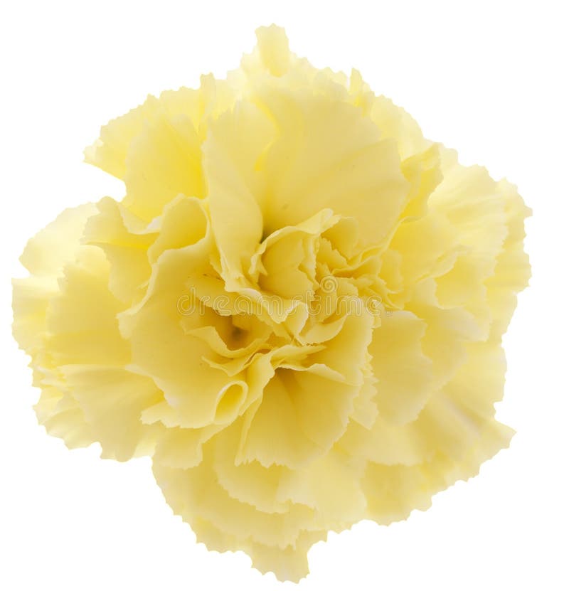 185 Pale Yellow Carnation Stock Photos - Free & Royalty-Free Stock