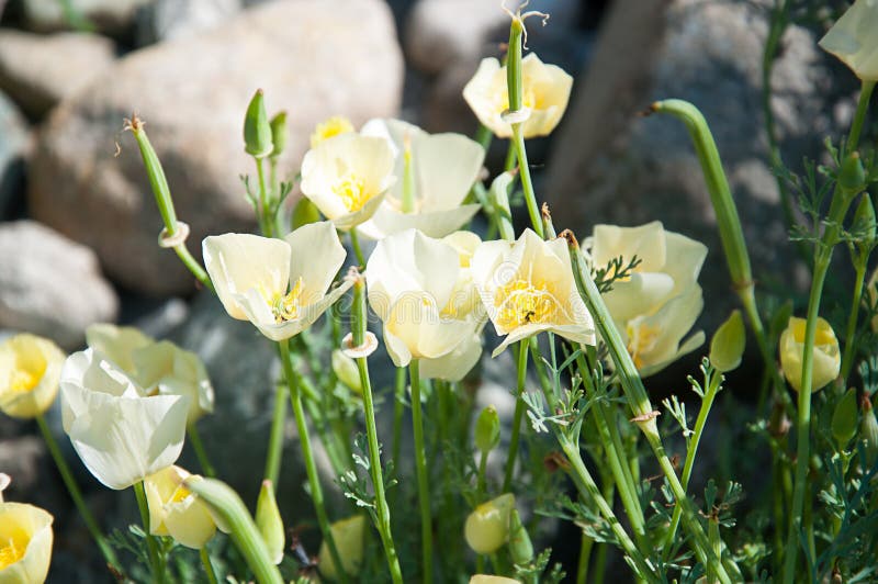 Pale yellow Iceland poppy flowers