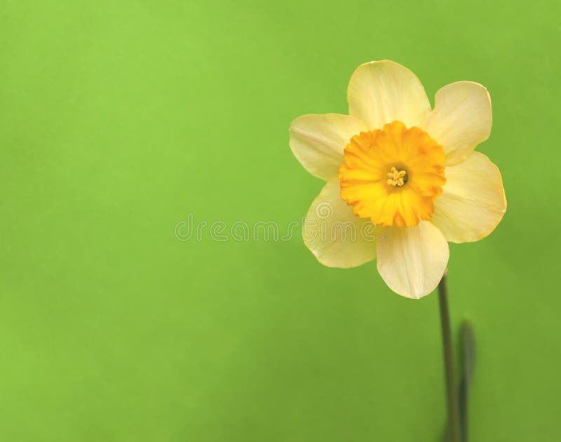 Hoa narcissus màu vàng nhạt trên nền xanh lá đơn giản - Hoa narcissus màu vàng phủ trên nền xanh lá sẽ làm trang trí của bạn sáng tỏ và tươi mới hơn. Hãy xem hình ảnh liên quan đến từ khóa này để tìm cách sử dụng hình ảnh hoa narcissus một cách tốt nhất.